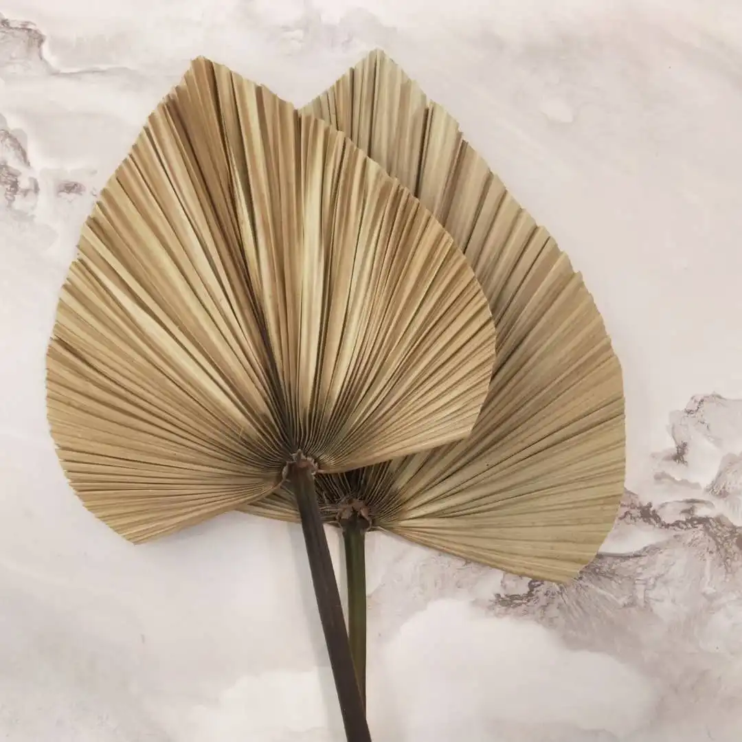 Yunnan's Most Popular And Cheapest Allnatural Dried Palm Leaves For