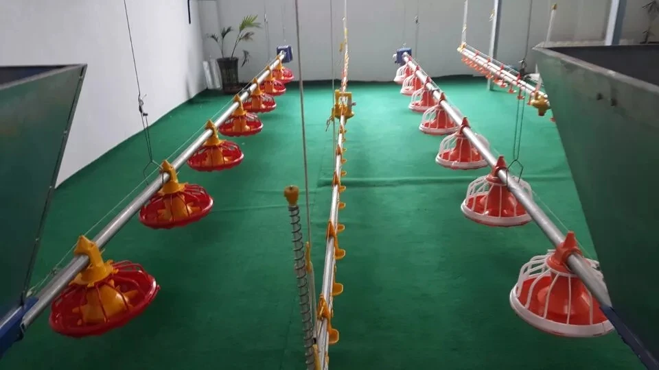The new type of automatic feeder for chicken for sale