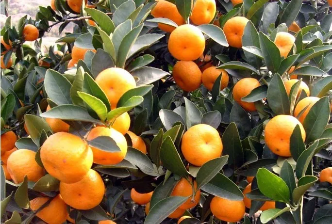 baby orange 15.jpg