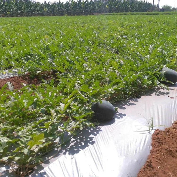
Agricultural farm use Black-silver garden plastic mulch film manufacturers 