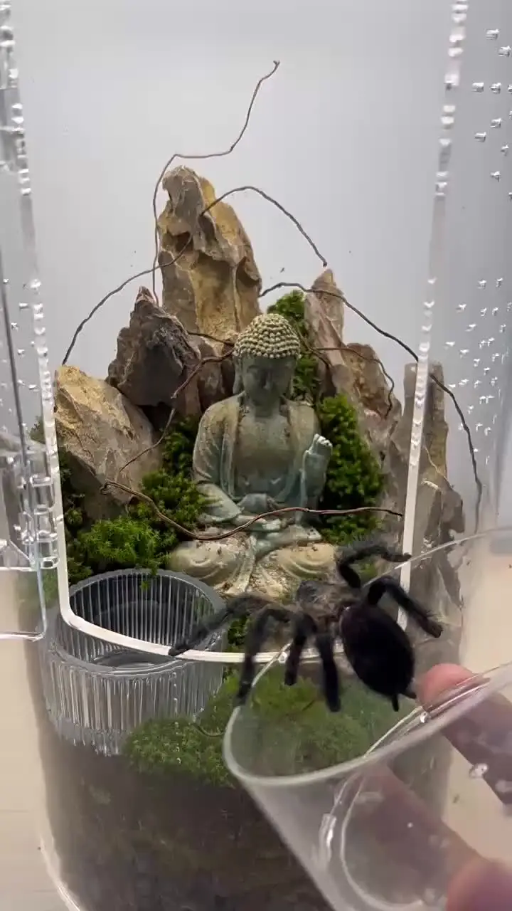Futternapf & Trinkschale Für Reptilien | Kleine Futterschale Aus Kristallglas, 5,5 & 9,5 Cm