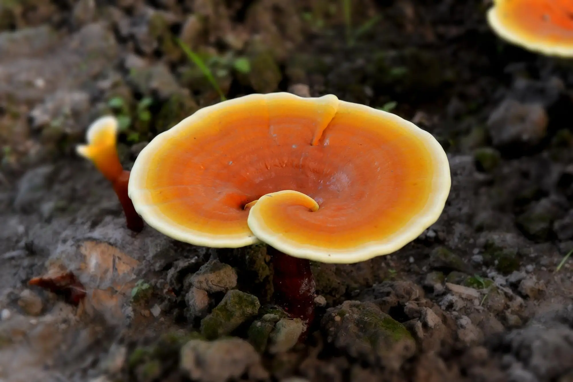 Dried Whole Organic Ganoderma Lucidum Sinense Fruiting Body Lingzhi Red