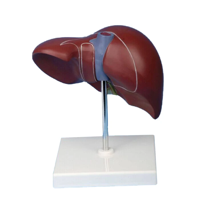 Liver model.jpg