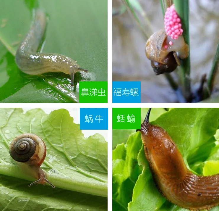 insecticide plant molluscicide metaldehyde 6% gr 80% wp 40% sc