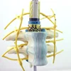 The model of spinal cord and spinal nerves