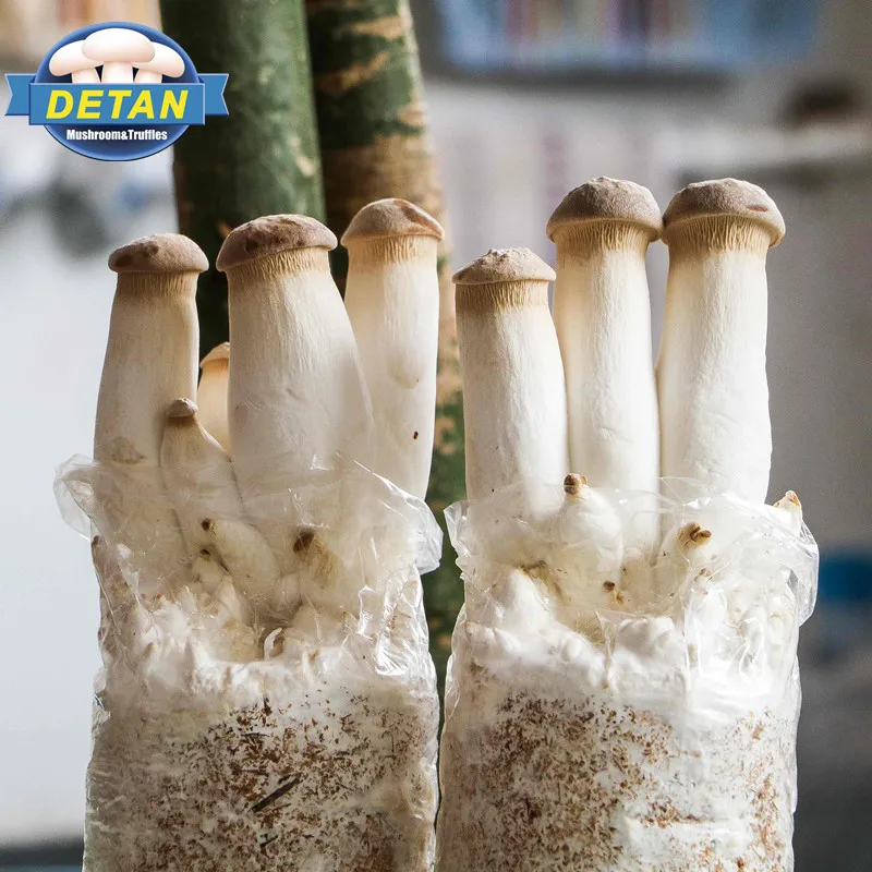 
DETAN oyster Mushroom spawns/logs/bags/grow kits (offer Professional technical guidance ) 