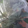 HDPE plastic agricultural anti insect netting