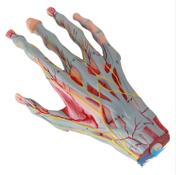 Anatomical Hand Model Teaching Equipment Models Human Hand Muscles And ...