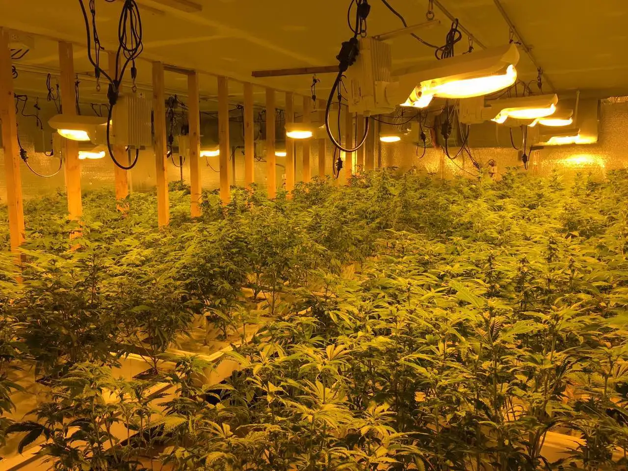 Greenhouse light dep blackout curtain portable blackout shade system light deprivation greenhouse for medical planting 13