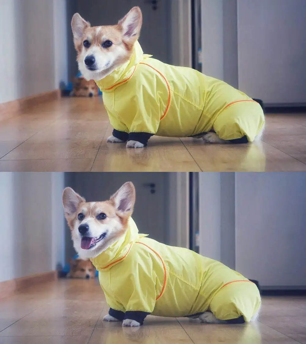 corgi jacket for humans