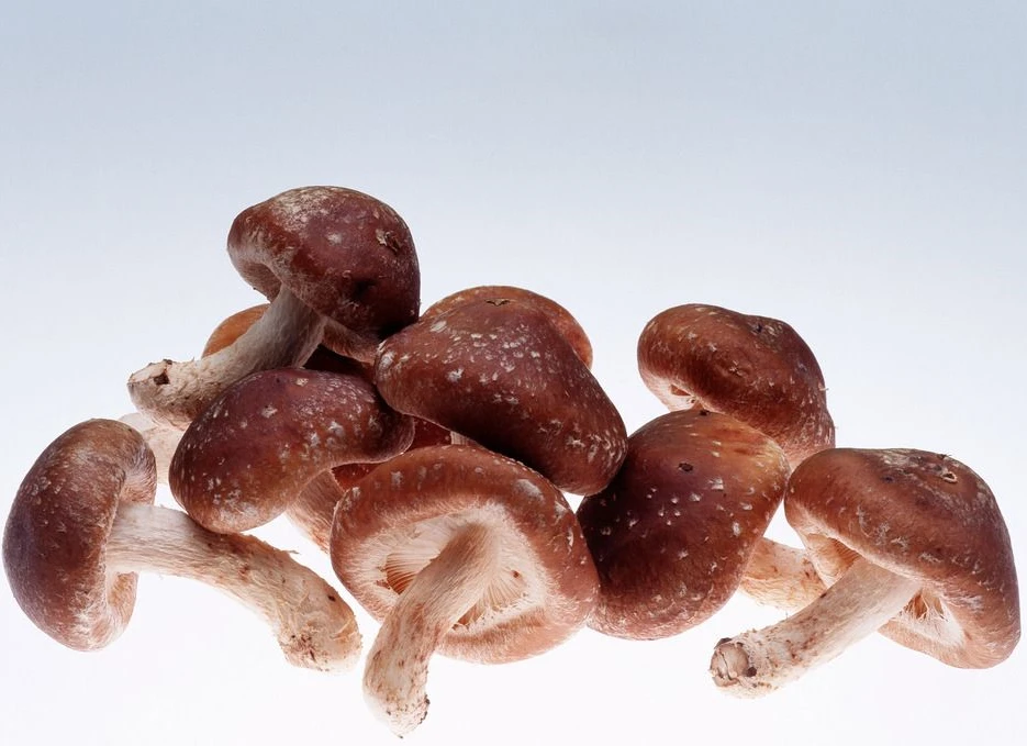 shiitake 5.jpg
