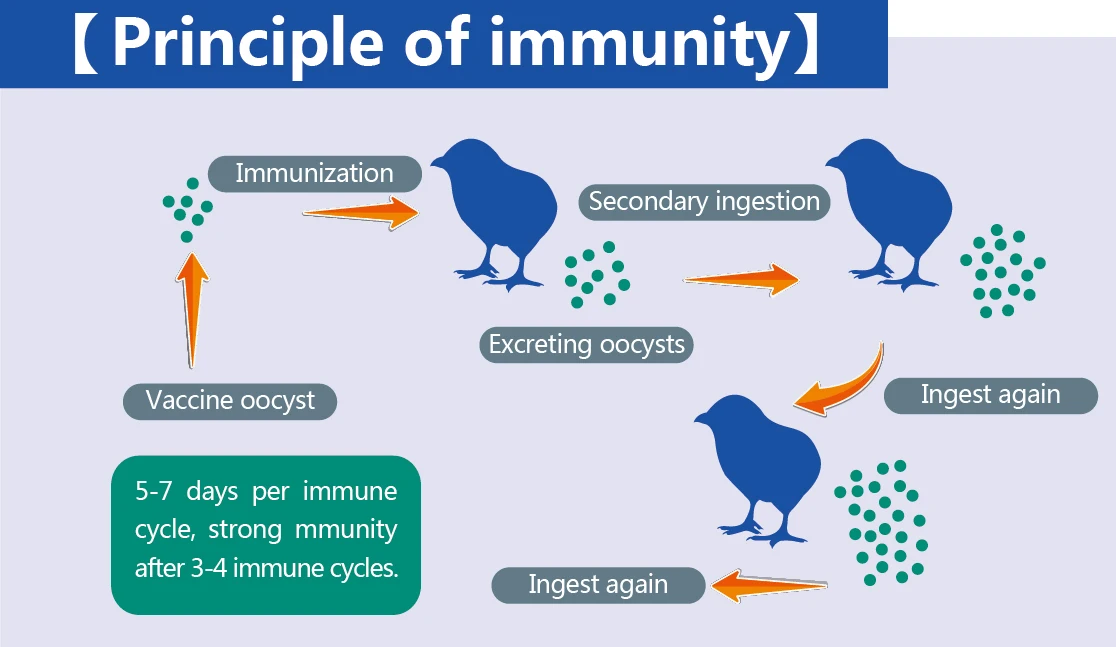 Poultry Trivalent Vaccine For Coccidiosis For 1000birds Per Sets Of