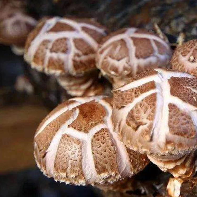 
Shiitake Mushroom Grow Bags Spawn Shitake Mushroom 