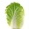 High quality Fresh Chinese cabbage