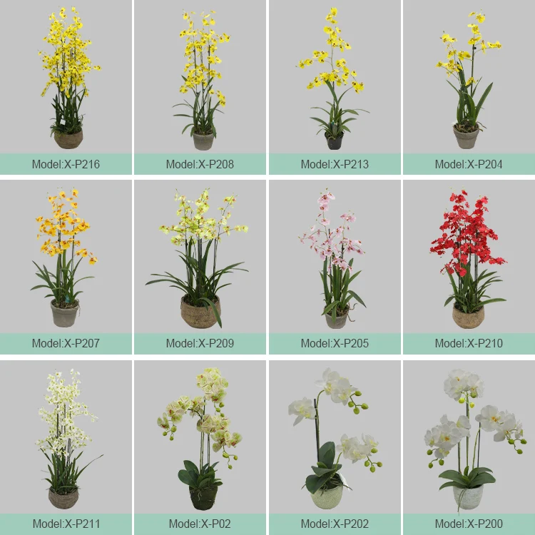 Home Decor Stores White Orquideas Phalaenopsis Orchid Plant