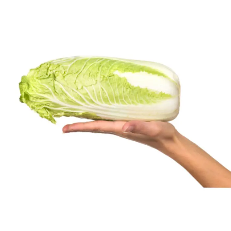 Chinese Baby Cabbage High Quality Cabbage Patch New Harvest Fresh