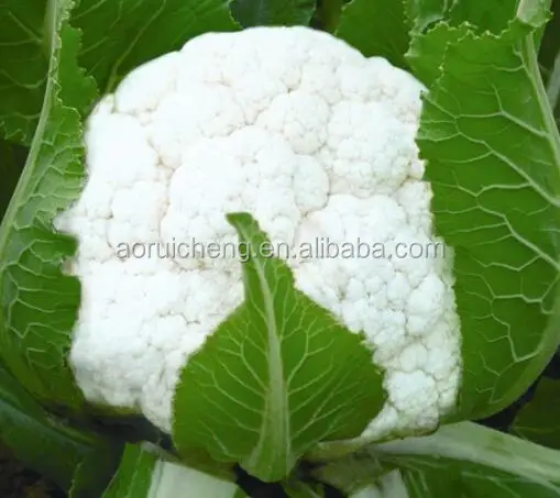 freeze dried organic broccoli extract powder 10:1