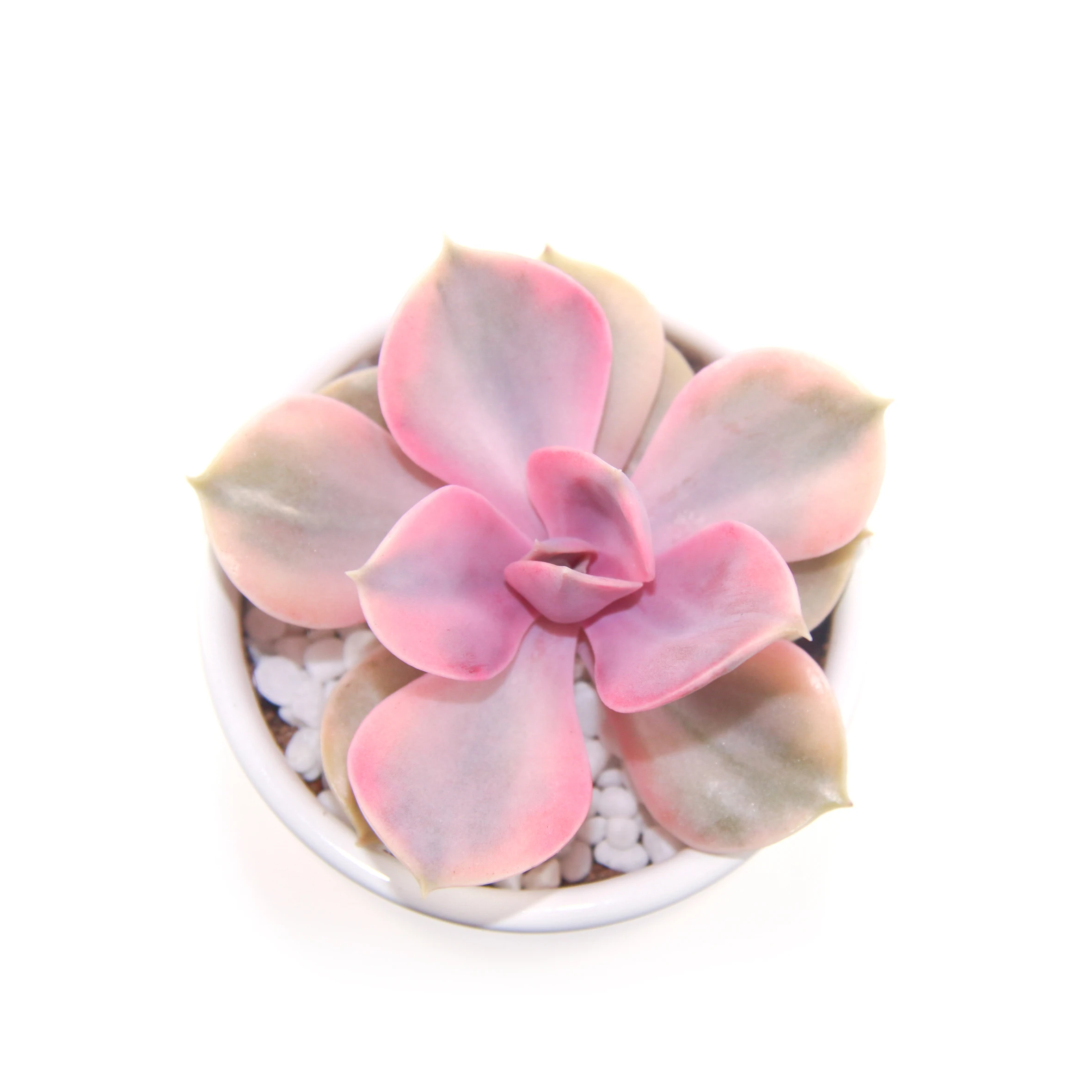 
beautiful lovely and cute succulent plant cheveria Rainbow for shops sale home decoration 