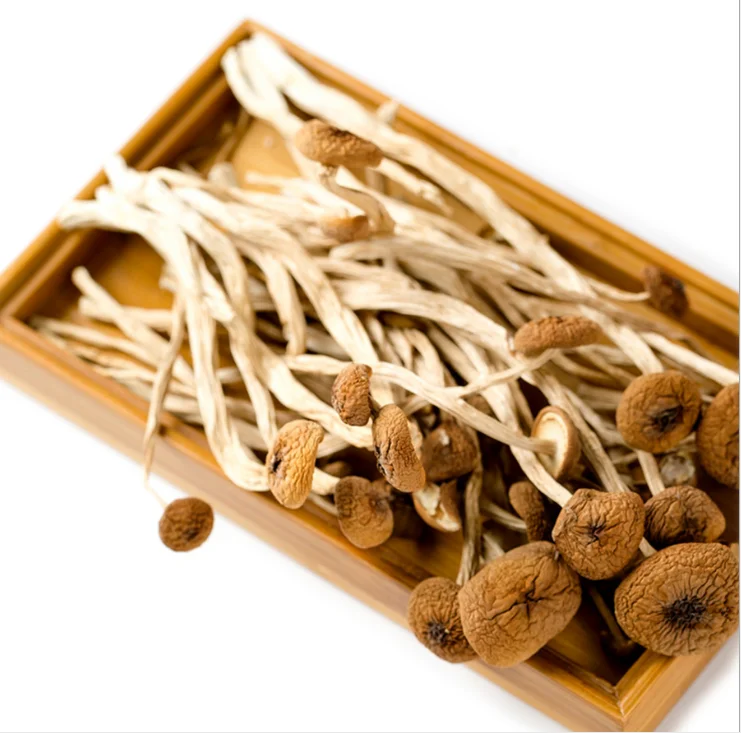 
Market Price Agrocybe Aegerita Tea Tree Mushroom 