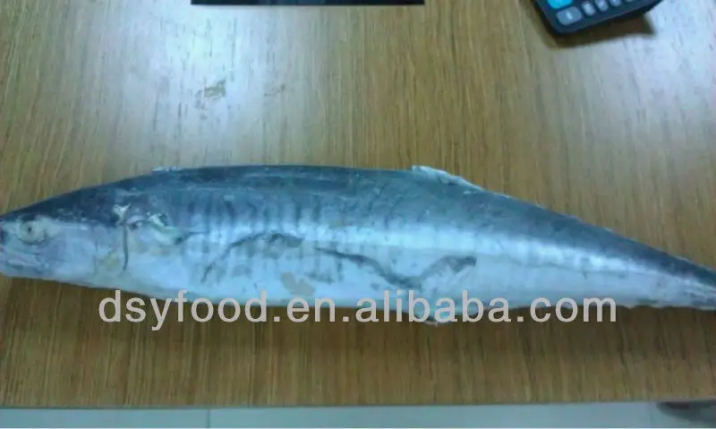 spanish mackerel.jpg