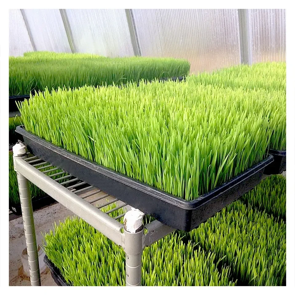 1020 Heavy Duty Plastic Wheatgrass Plant Seed Sprouting Trays