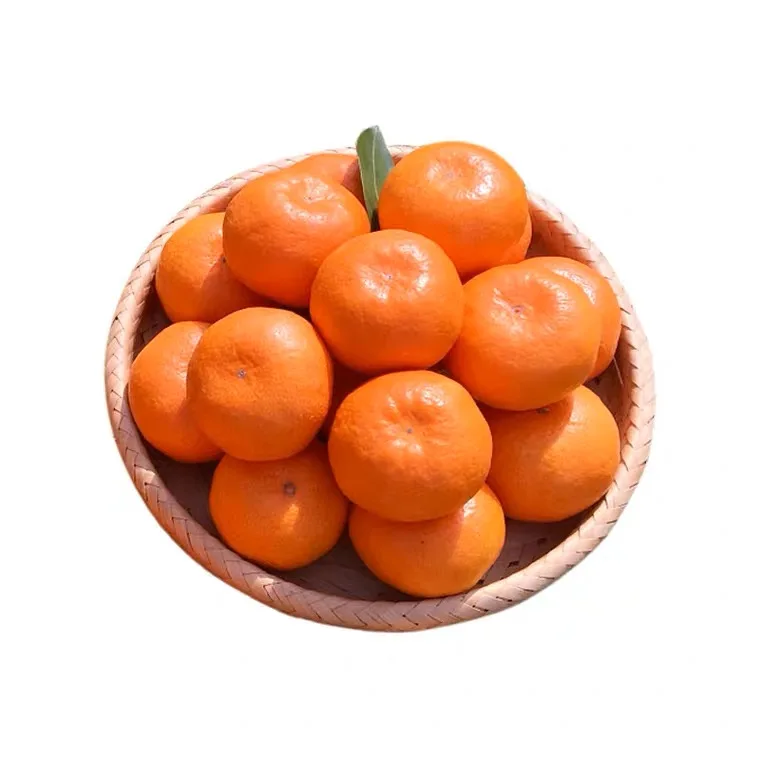 Fresh Citrus Fresh Orange Available All Year Round Delicious And Juicy