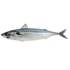 Most competitive high quality & best price pacific mackerel frozen whole mackerel