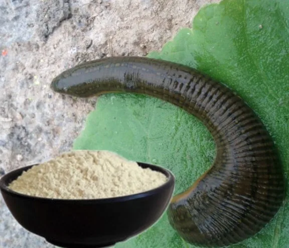 
Best seller Leech Hirudin/Leech Extract with reasonable price 