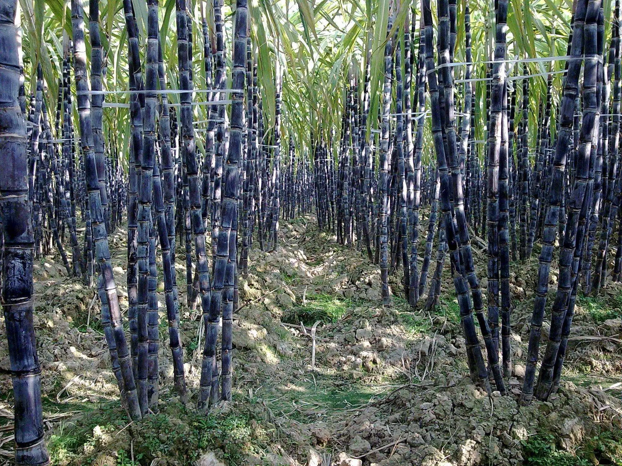GZZF sugarcane (1).jpg