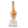 GelsonLab HSBM-089 Life size Human Knee Joint model plastic knee joint model knee anatomical model
