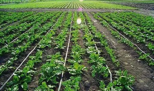 irrigation pipes