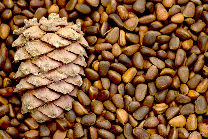 100% pure and natural pine nut oil bulk