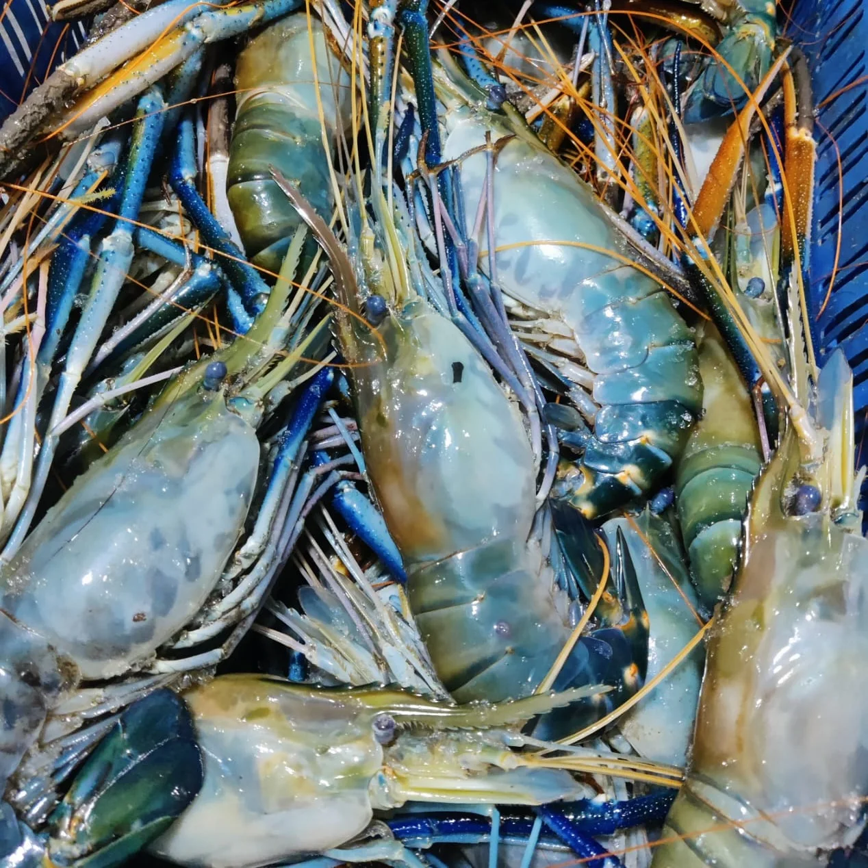 Frozen Shrimp High Quality Iqf Frozen Raw Golda Prawn Wholesale Seafood