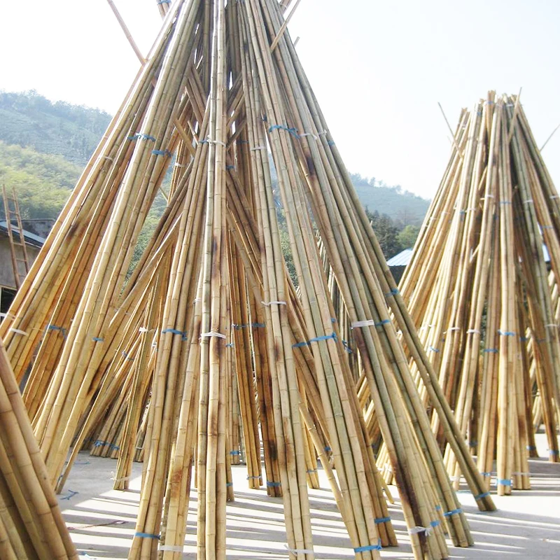 bamboo moso