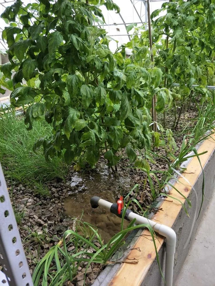 greenhouse aquaponics.jpg