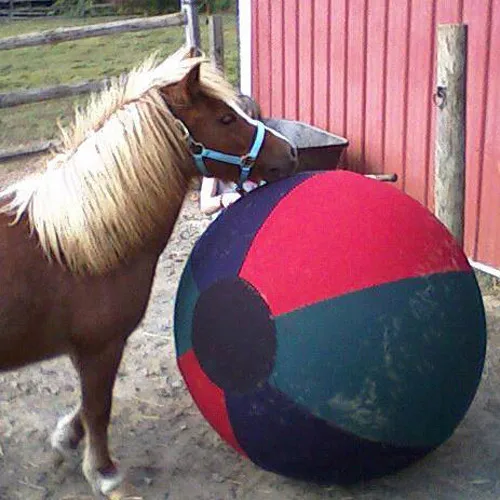 horse ball_13.JPG