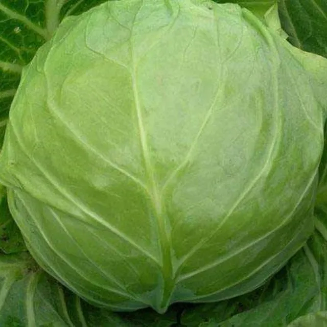 Fresh Cabbage Iso Certified Fresh Cabbage Of Chinese Origin Buy