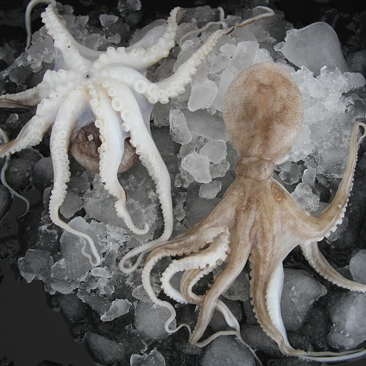 
Factory Supply Attractive Price Low Price Frozen Little Octopus 