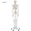 Life-Size Skeleton 180cm Tall Human Skeleton model 180cm