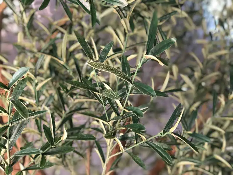 Poda olivo ornamental