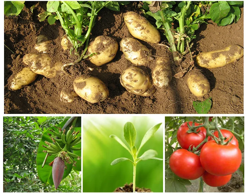 ammonium sulphate.png