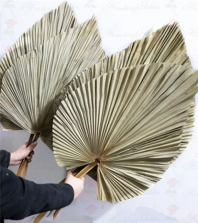 Wholesale Dried Fan Palm Leaves For Wedding Decoration