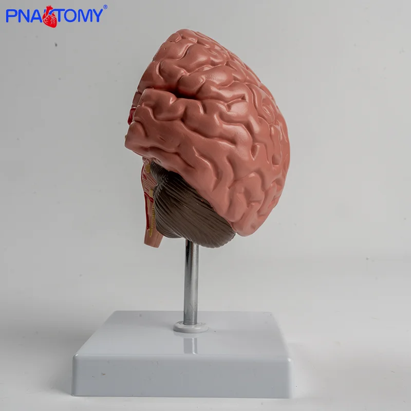 Pvc Brain PVC Brain Anatomical Model Cerebral Hemorrhage and Arteriovenous ...