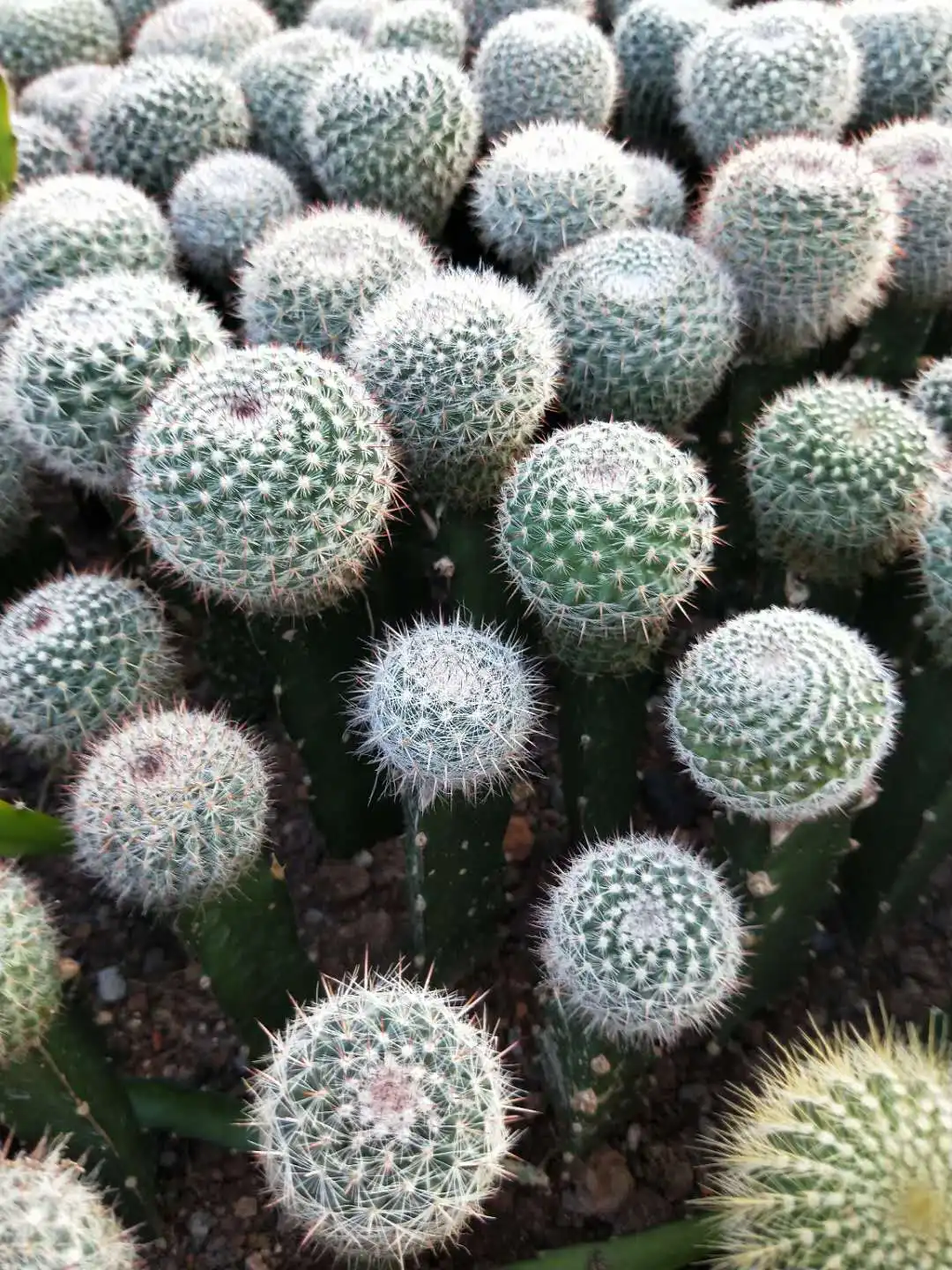 live home decoration chin moon cactus plant gymnocalycium miha