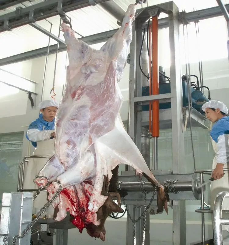 Halal cattle slaughtering equipment production line (suitable for slaughterhouses)