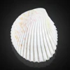 China Export White Scallop Ocean Shell Carved Art Home Decoration Shell