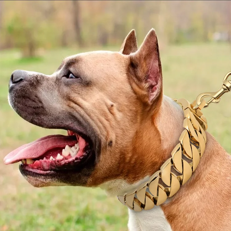 Gold dog chain and leash best sale