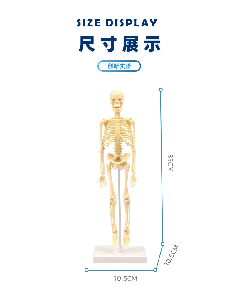 Kids Biology Learning Diy Kit Mini Wooden Human Model Skeleton Toy