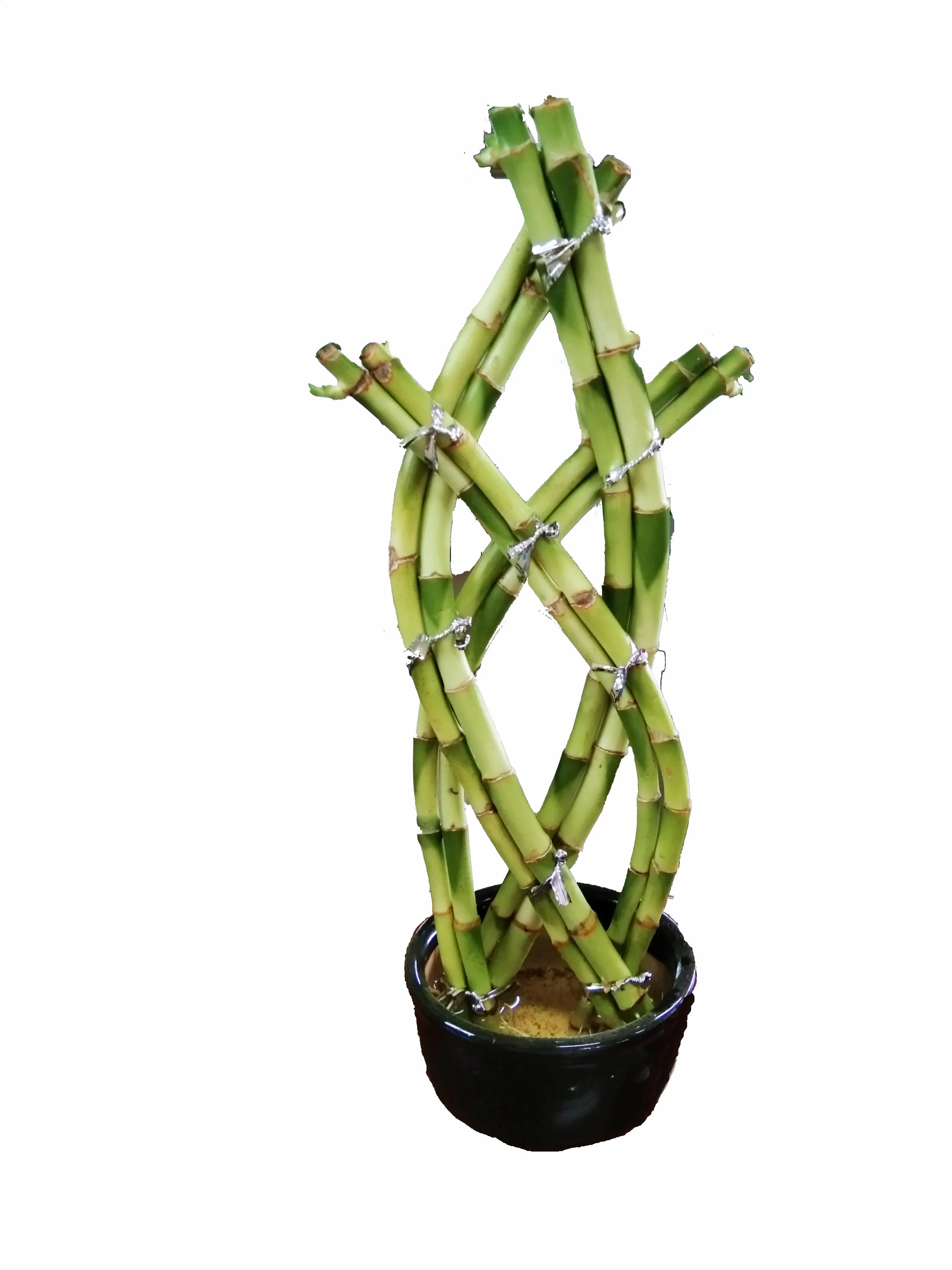 Indoor Chinese Knot Bamboo Factory Lucky Bamboo Plant Bonsai Nursery Garden Plant Buy Lucky Bamboo Plant Bamboo Plant Chinese Knot Lucky Bamboo Plant Product On Alibaba Com