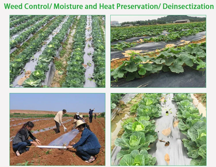 poly mulching sheet for agriculture.jpg